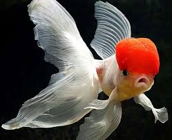 Goldfish