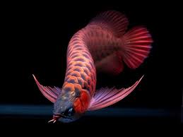 Swordtail